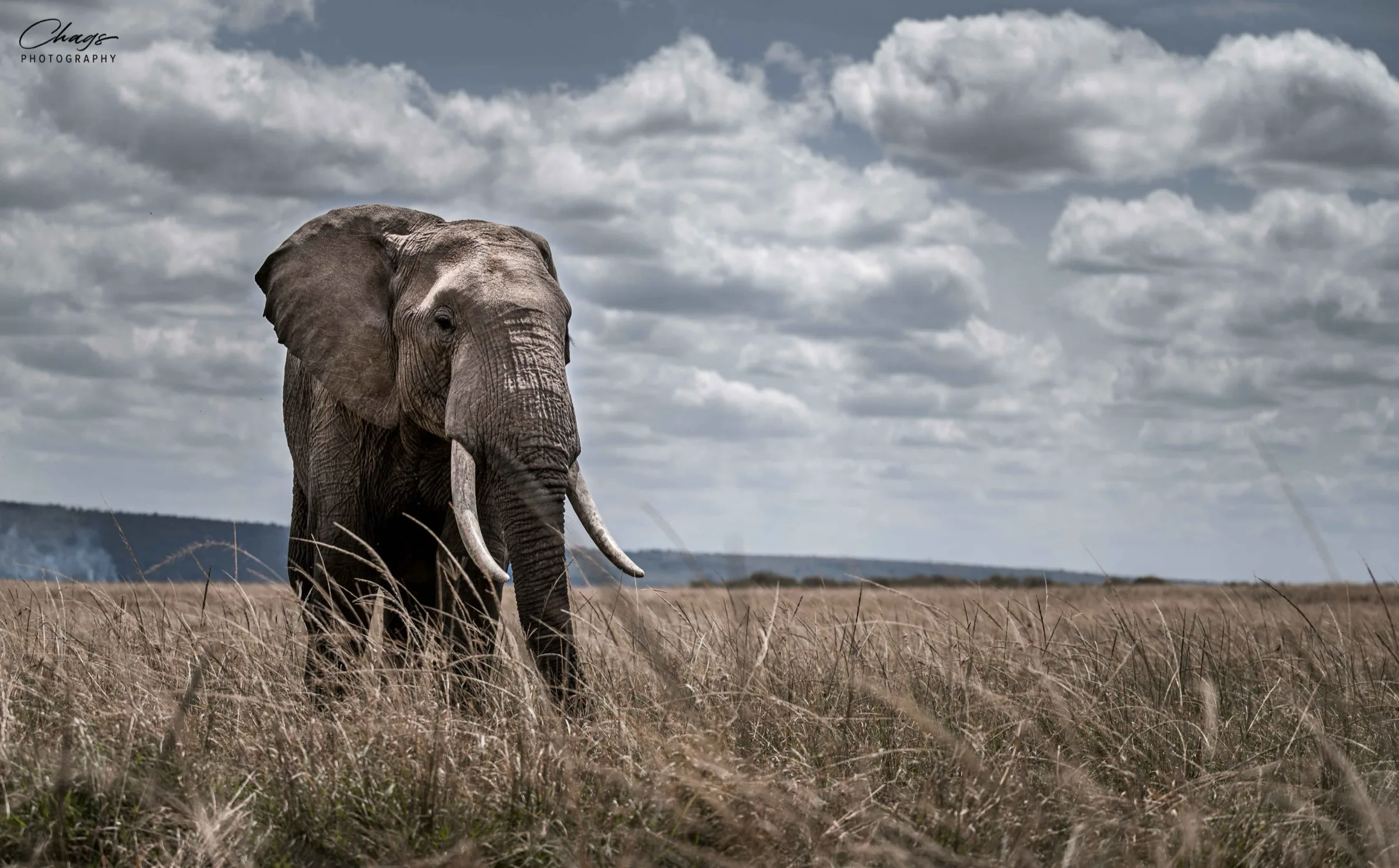 Bull elephant in Mara grassland — Mara Elephant Project partnership